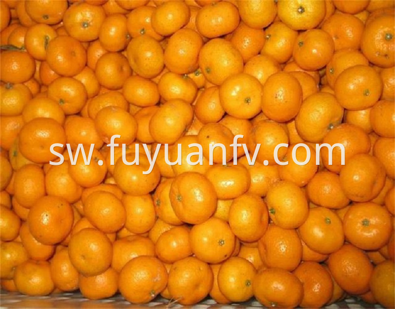 fresh baby mandarin
